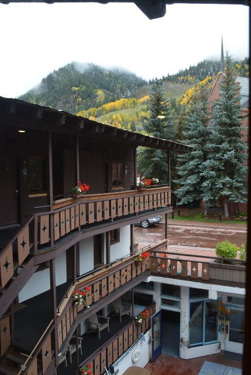 Mountain Aspen
