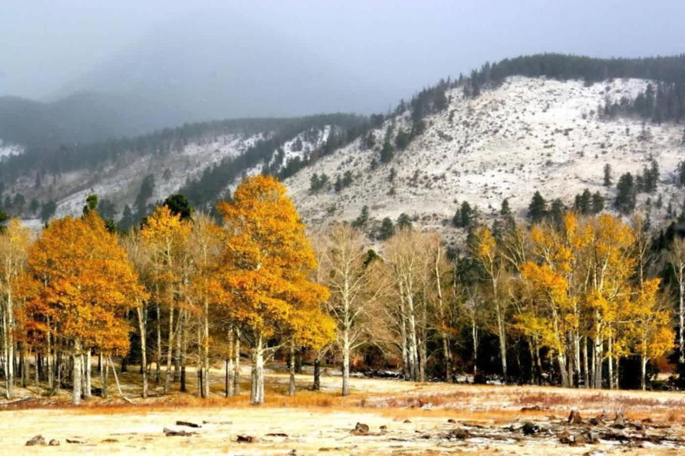 New Listing 3 Bedroom 3 Ba Near Gondola Apartment Aspen